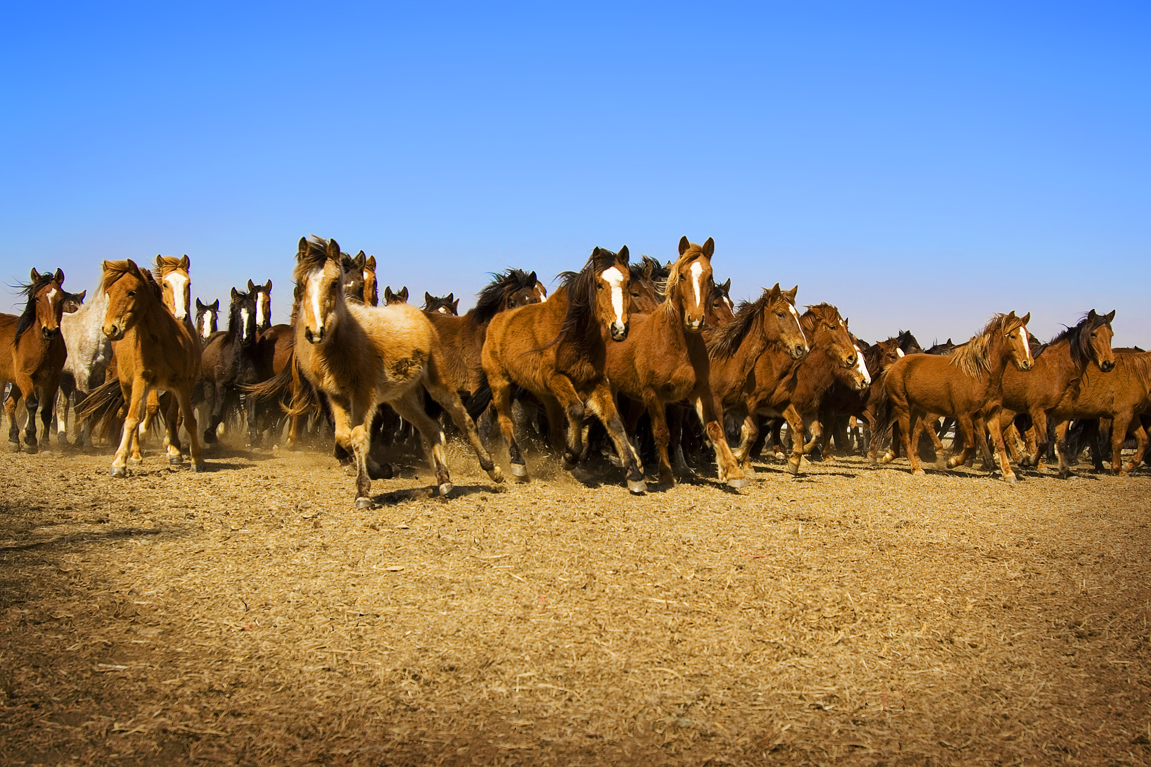 Charging Colts by Ree Drummond, www.thepioneerwoman.com