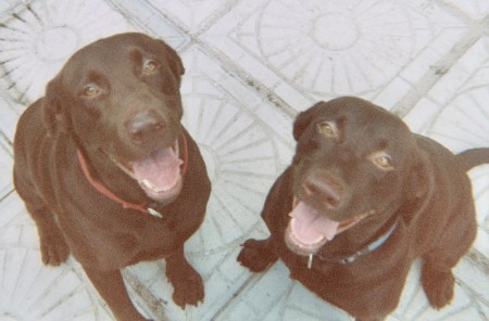 Shiloh.Fazer Shiloh.Fazer