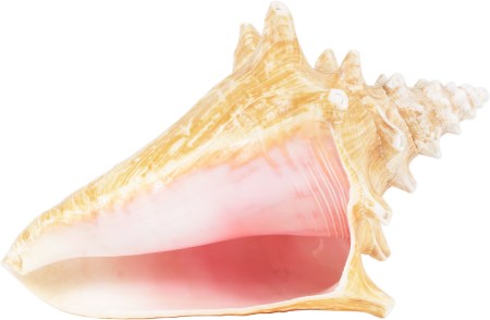 ConchShell4Blog