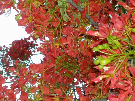 poincianablooms