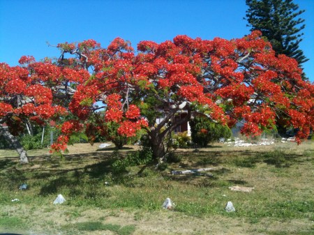 RedCanopy.2010