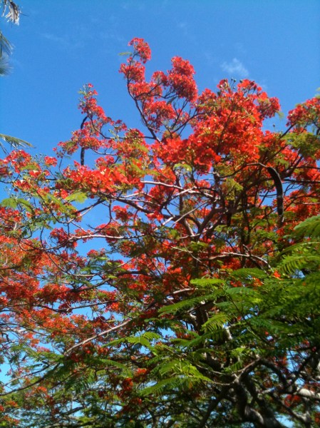 RoyalPoinciana.1