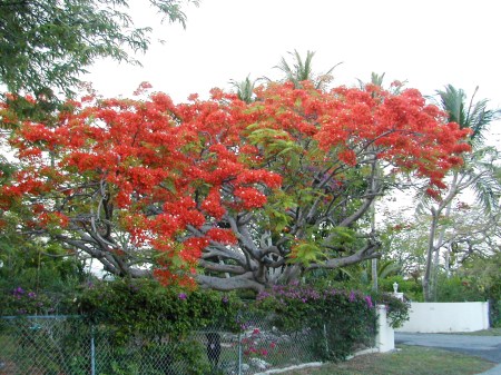 royalpoincianaCrop