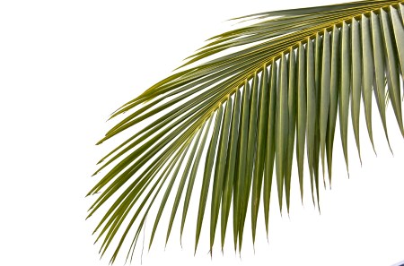 Palmtree leaf 5