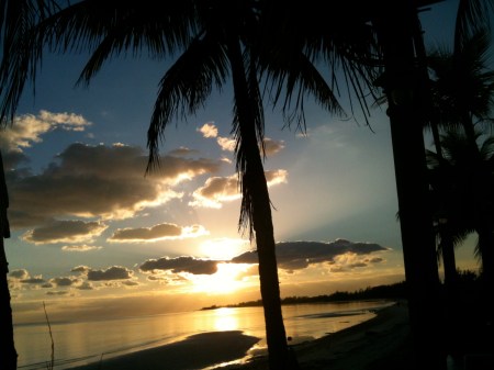 Snset.PalmTree