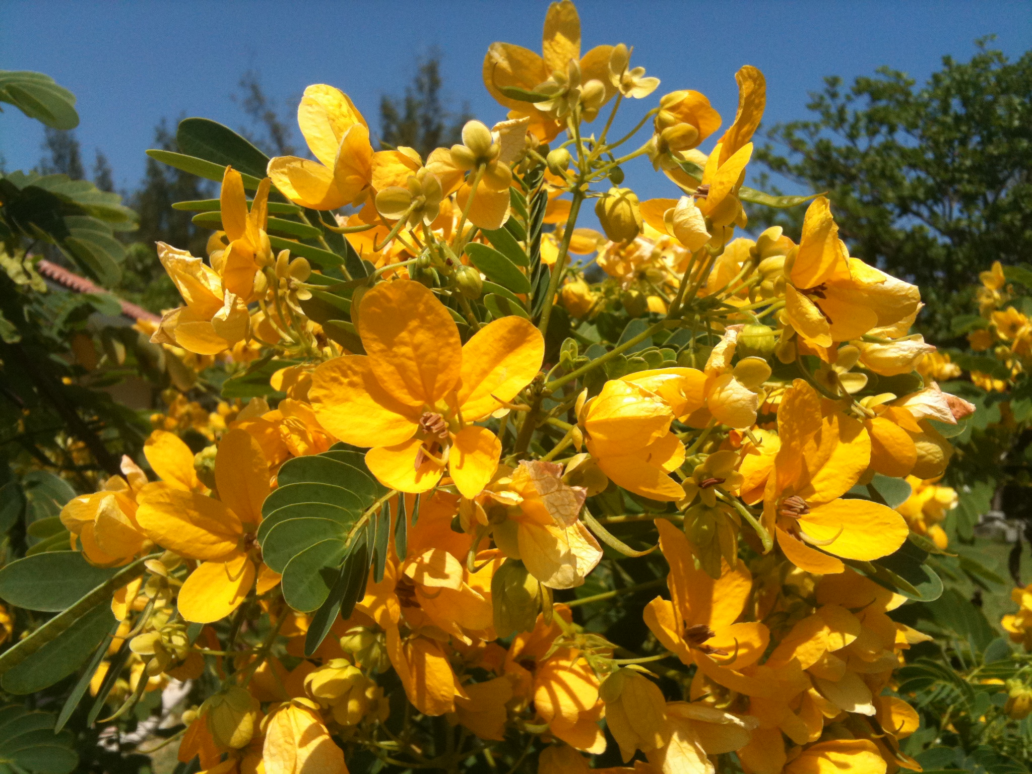 Yellow.Wow