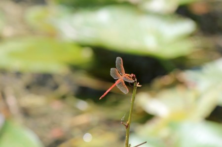 dragonfly.by.caitlin