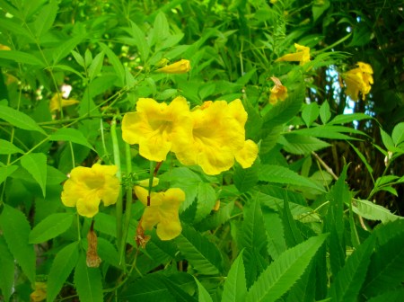YellowElder