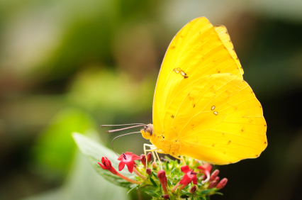 Yellow Butterfly of JOY