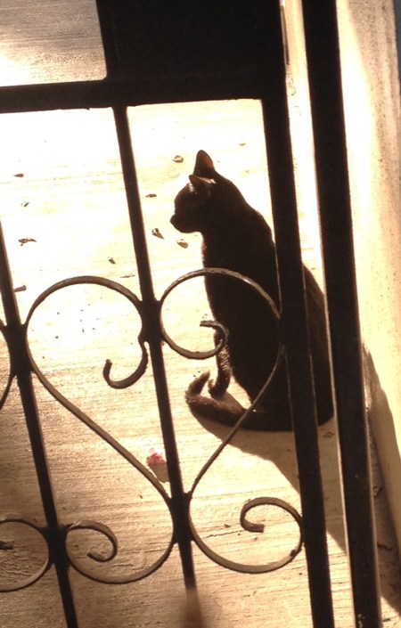 cat.w.sun.glinting