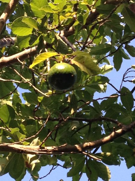 late.ripening.avocado.1.2015