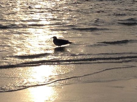 silhouettes.shorebirds