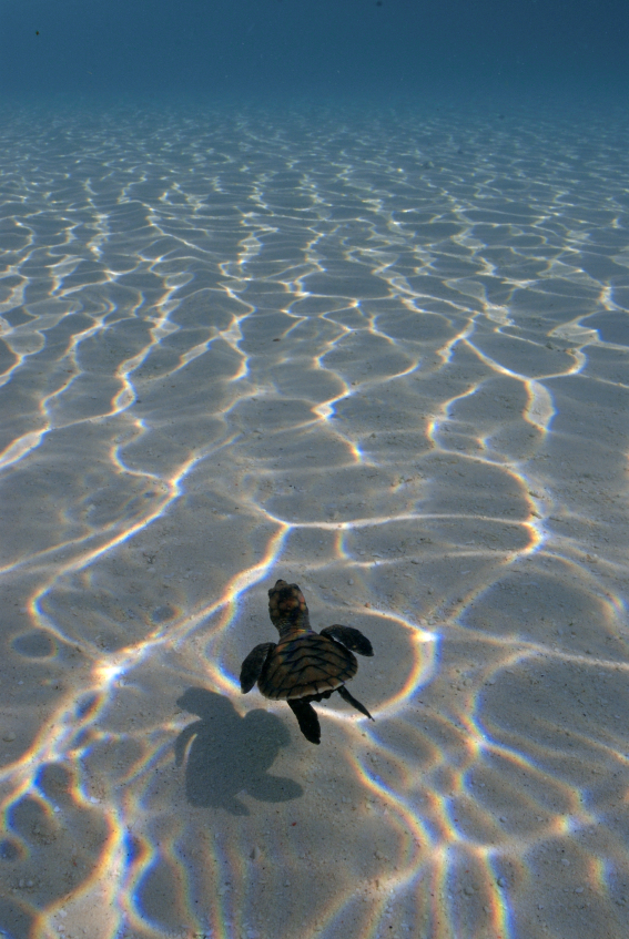 baby.turtle